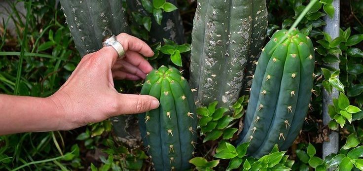 San Pedro Cactus